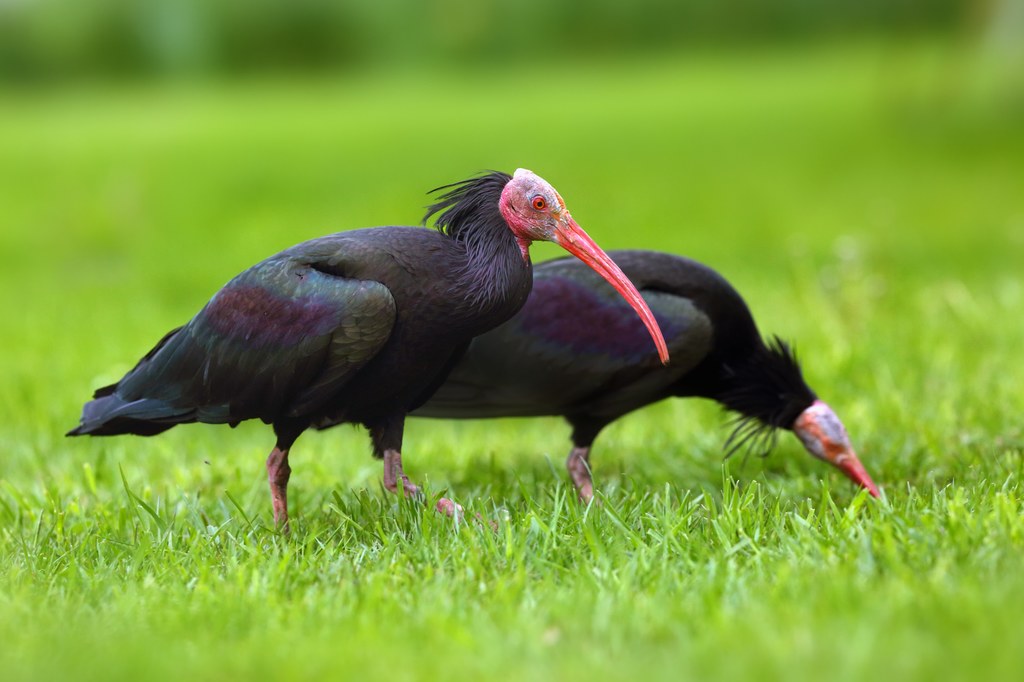 Ibis grzywiasty jest na skraju wymarcia