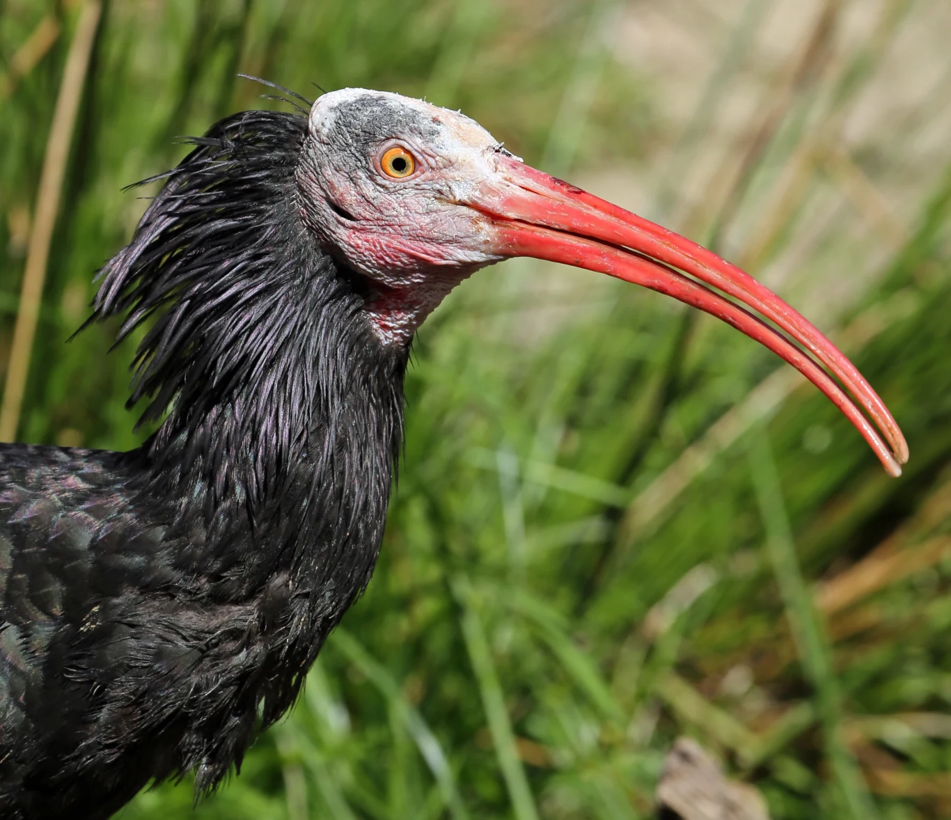 Ibis grzywiasty to ptak bardzo charakterystyczny