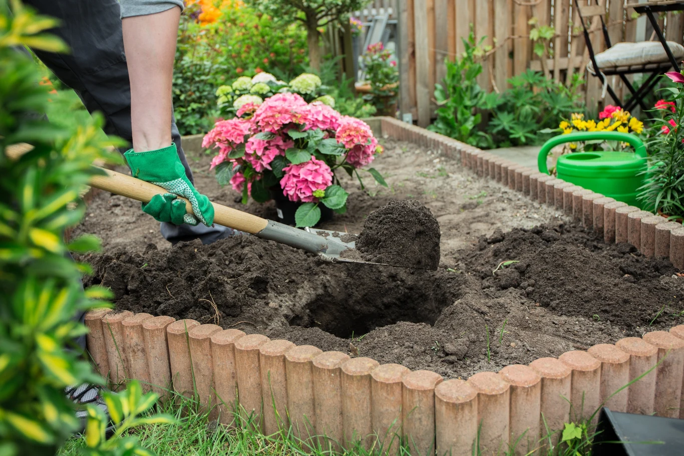 Nawożenie hortensji jest bardzo ważne, by zdrowo rosły. Warto stosować odpowiednie nawozy do hortensji. 