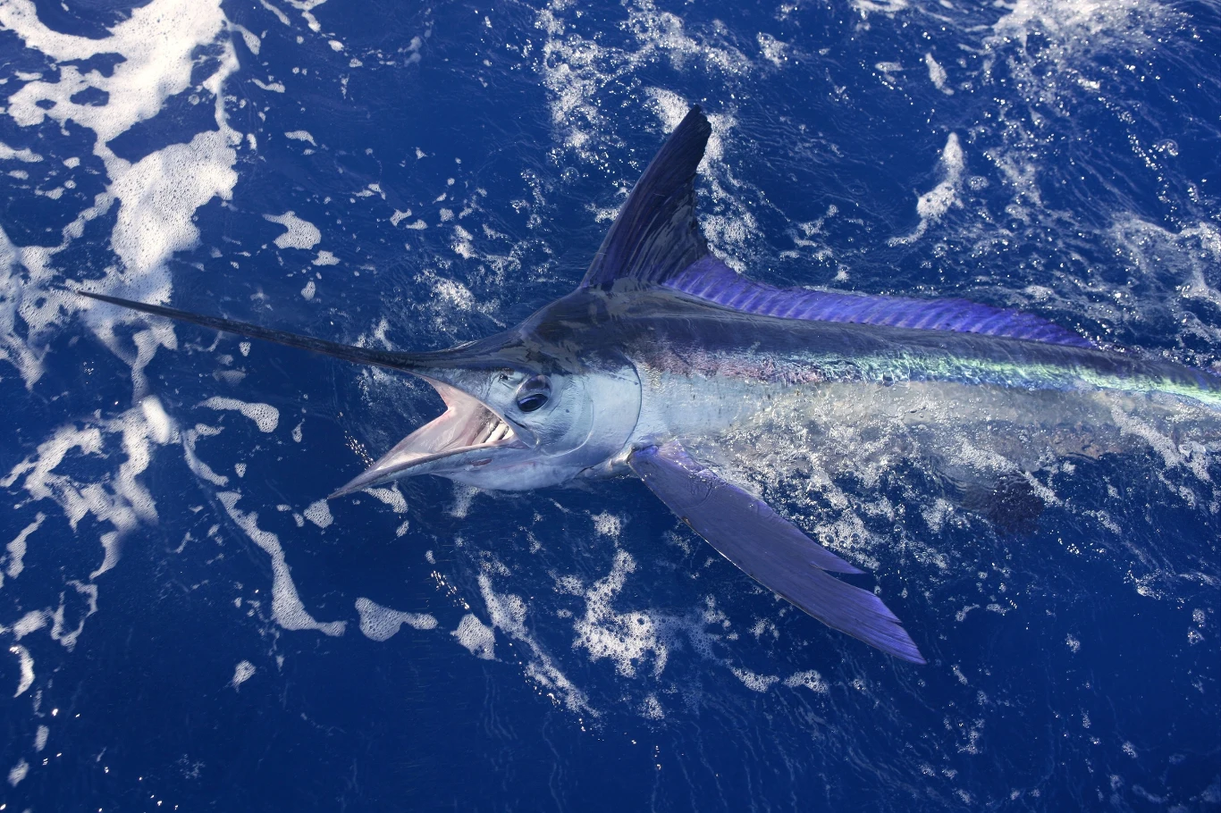 Marlin aspiruje do miana najszybszej ryby świata Marlin aspiruje do miana najszybszej ryby świata
