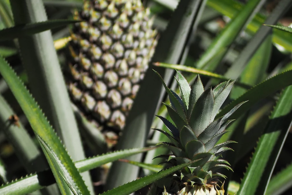 Ananas to tropikalny owoc, ale można go uprawiać w domowych warunkach