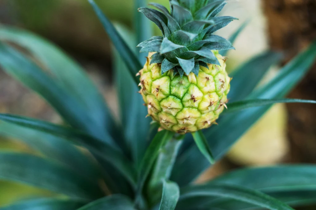 Ananas wypuści owoc, ale później sam obumrze