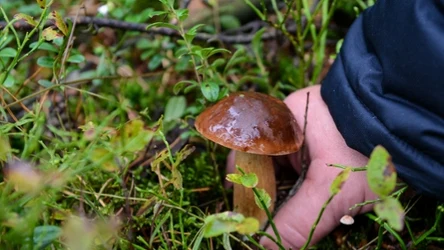 Za co grozi mandat podczas grzybobrania?  