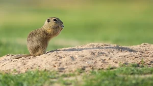 Mały zwierzak o wielkich oczach zniknął z Polski. Zniszczyło go rolnictwo