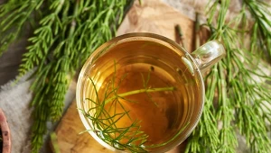 Jeden z najzdrowszych naparów ziołowych. Skrzyp polny odmładza wygląd skóry, włosów i paznokci