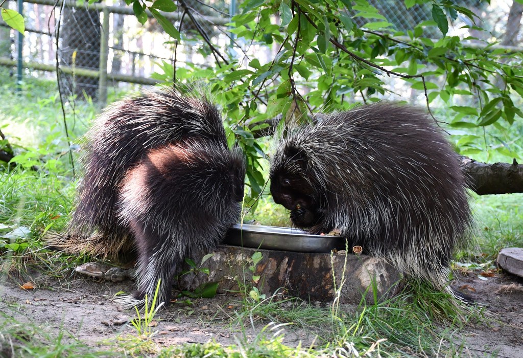 Ursony z poznańskiego zoo