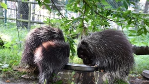 Ursony z poznańskiego zoo