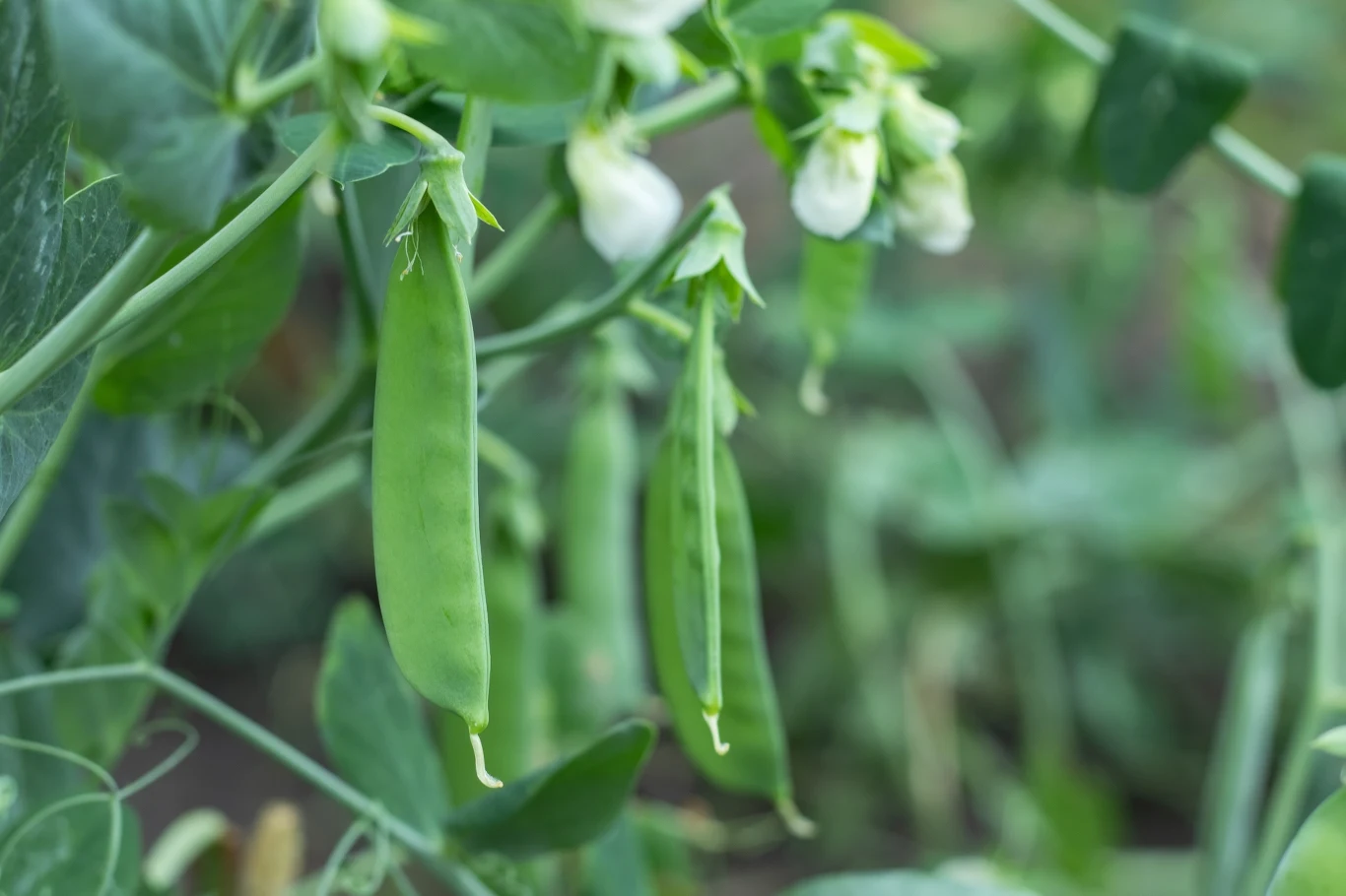 Po pomidorach najlepiej uprawiać rośliny strączkowe, jak fasola czy groch. Po pomidorach najlepiej uprawiać rośliny strączkowe, jak fasola czy groch.