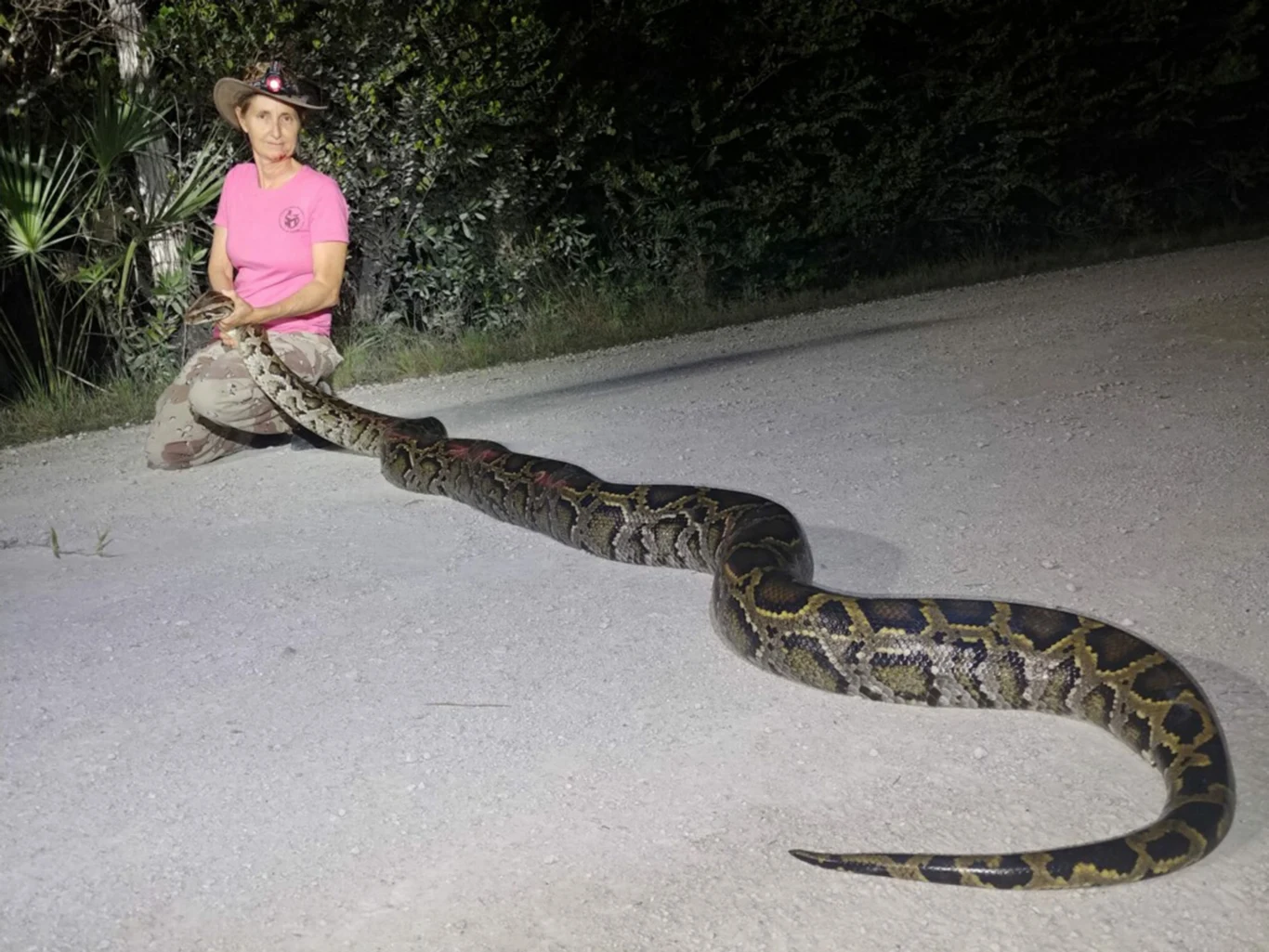 Ogromny pyton na drodze na Florydzie Ogromny pyton na drodze na Florydzie