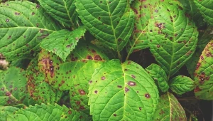 Widzisz takie plamki na liściach hortensji? Poznaj przyczynę i sposób działania 