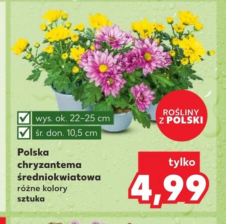 Chryzantema Polski