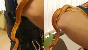 Wąż zauważony na jednym z warszawskich ogródków. Miał prawie metr długości