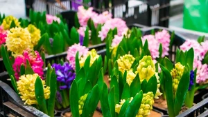 Chcesz by hiacynty długo kwitły? Zastosuj ten nawóz i nie przegap terminu