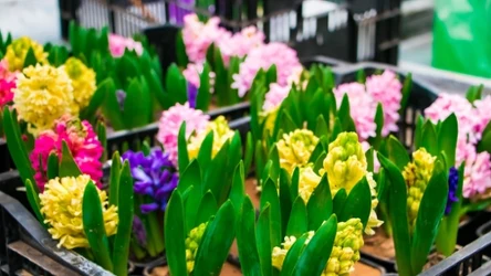 Hiacynty to jedne z najpiękniejszych kwiatów cebulowych, które sadzimy jesienią.