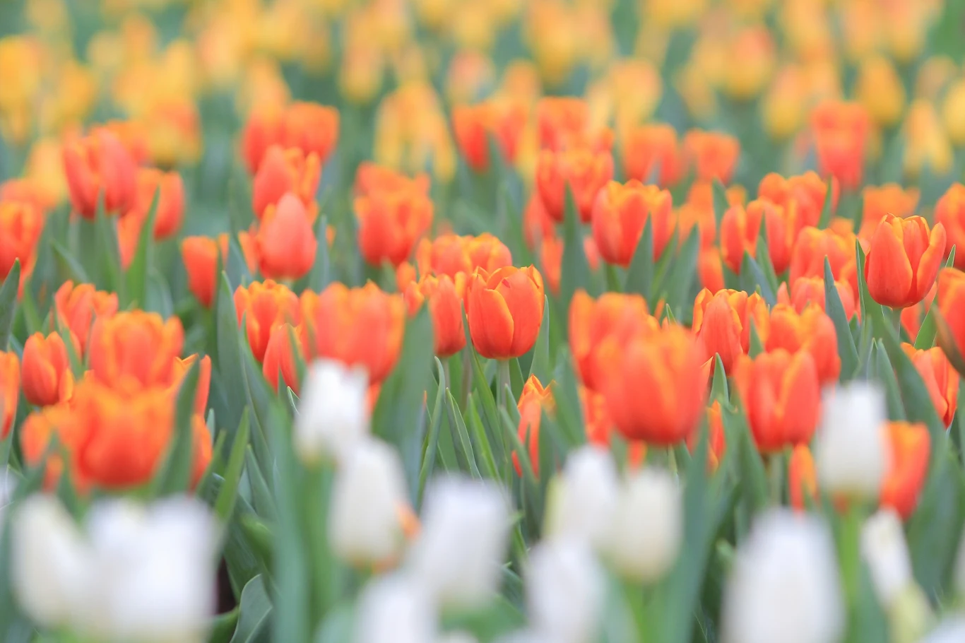 Tulipany zasadzone jesienią na wiosnę odwdzięczą się kolorowymi kwiatami. Tulipany zasadzone jesienią na wiosnę odwdzięczą się kolorowymi kwiatami.