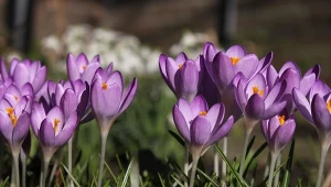 Chcesz mieć piękne krokusy wiosną? Koniecznie zrób to, nim minie zima