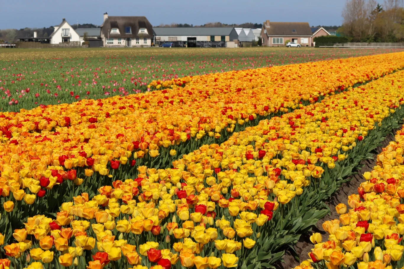 Jesień to najlepszy moment na sadzenie kwiatów cebulowych, Jesień to najlepszy moment na sadzenie kwiatów cebulowych,