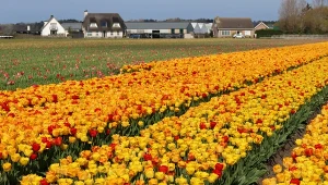 Te kwiaty cebulowe posadź jesienią. Ogrodu pozazdroszczą ci wszyscy sąsiedzi