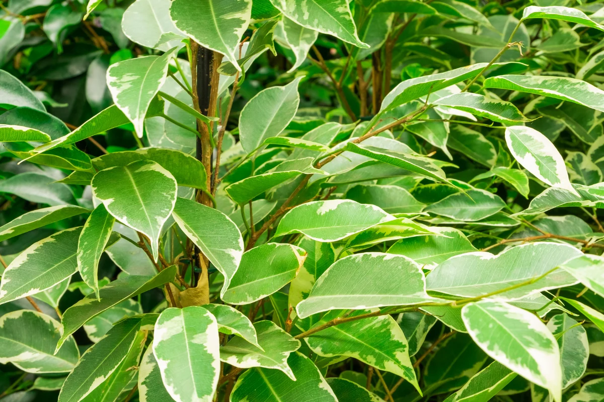 Domowe nawozy sprawią, że fikus szybko się zagęści Domowe nawozy sprawią, że fikus szybko się zagęści