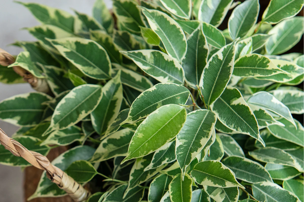 Aby fikus Benjamina rósł gęsto, musi być zasilany nawozami (fot. Adina Vlasceanu's Images) Aby fikus Benjamina rósł gęsto, musi być zasilany nawozami (fot. Adina Vlasceanu's Images)