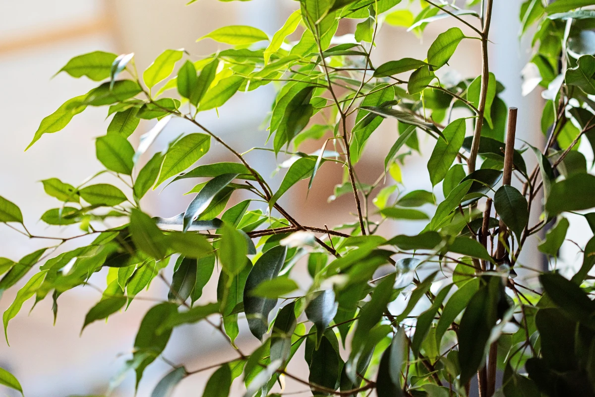 Fikus do prawidłowego rozwoju potrzebuje jasnego stanowiska o rozproszonym świetle