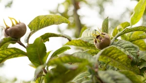 Dziś hasło "nieszpułka" niewiele mówi. Warto to zmienić