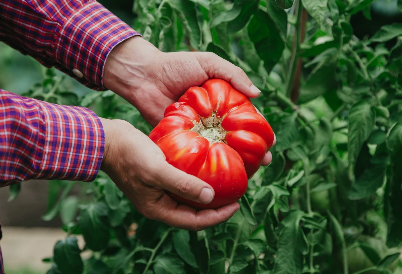 Ogławianie pomidorów zagwarantuje ci długie i obite zbiory owoców Ogławianie pomidorów zagwarantuje ci długie i obite zbiory owoców