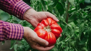 Pomidory będą owocować aż do późnej jesieni. Musisz jednak pamiętać o tym zabiegu