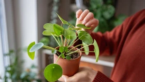 Podlewaj pieniążka tą domową odżywką. Obsypie się nowymi liśćmi 