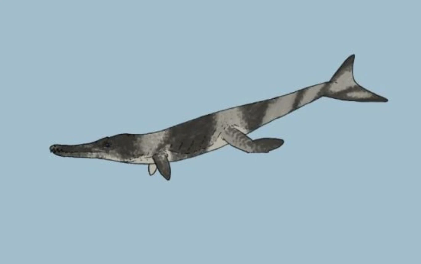 Enalioetes schroederi wyglądał jak krokodyl, ale miał ogon wieloryba Enalioetes schroederi wyglądał jak krokodyl, ale miał ogon wieloryba