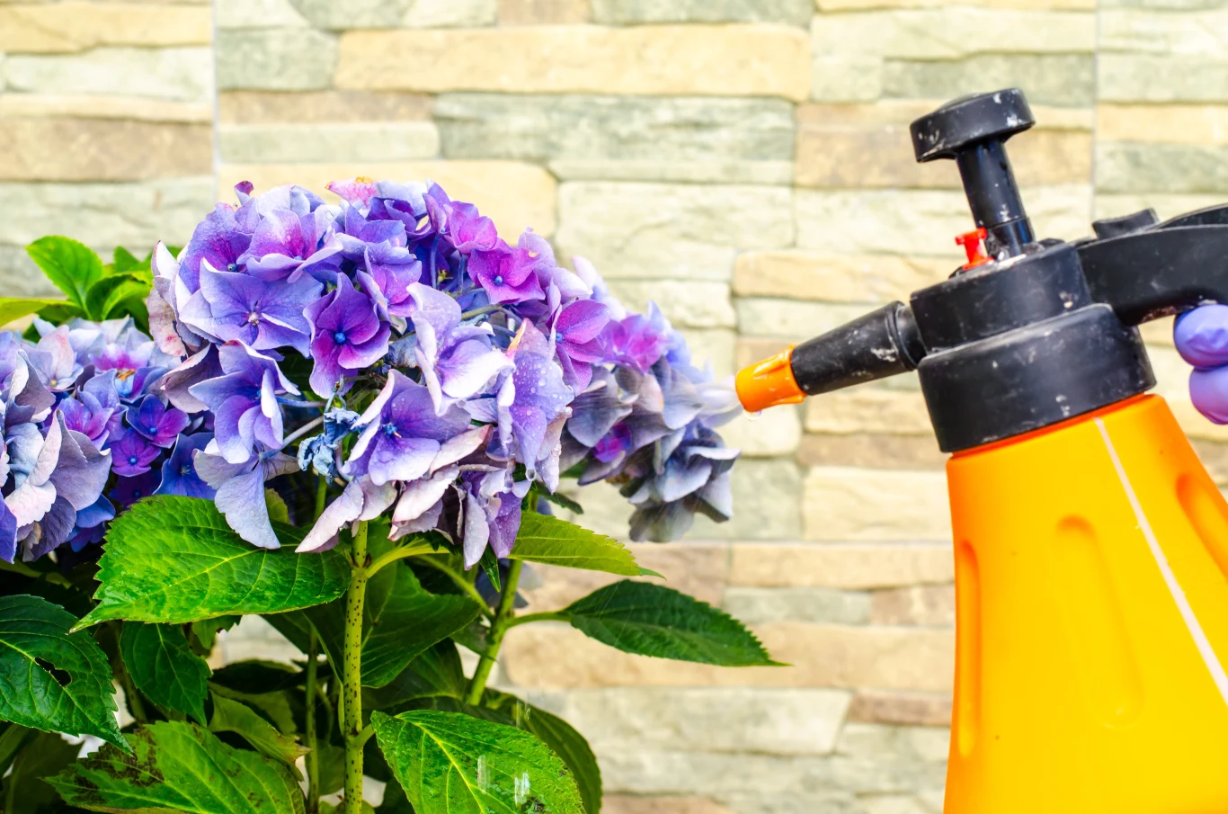 Hortensję należy podlewać nawozem z wrotyczu, glistnika jaskółcze ziele oraz fusów z kawy, rozcieńczonym z wodą w proporcji 1:3.