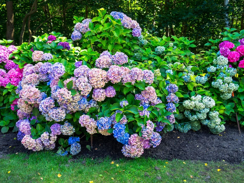 Hortensja w porze kwitnienia zachwyca feerią barw