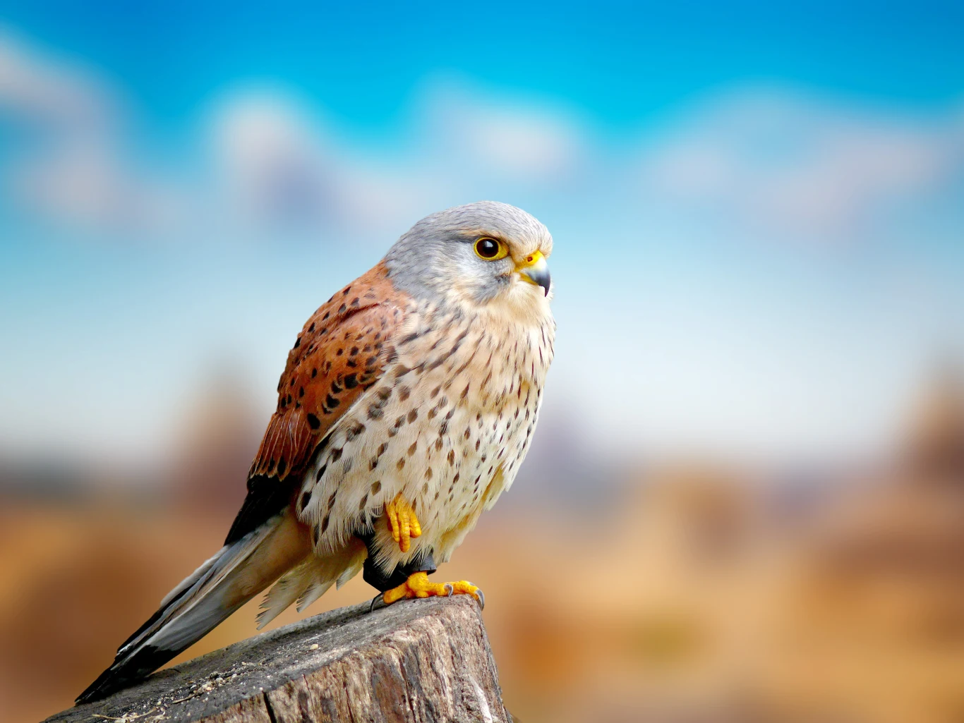 Pustułka jest niedużym sokołem