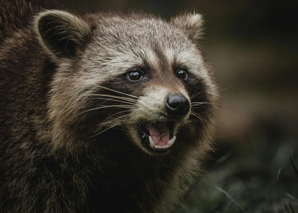 Sars Cov-2 powszechny wśród dzikich zwierząt. Wirus się rozprzestrzenia.