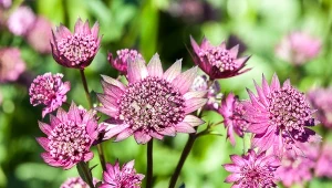 Ta roślina kwitnie całe lato i skutecznie odstrasza ślimaki. Sprawdź, gdzie ją posadzić