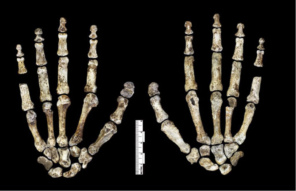 Homo naledi jednak najprawdopodobniej nie chował swoich zmarłych