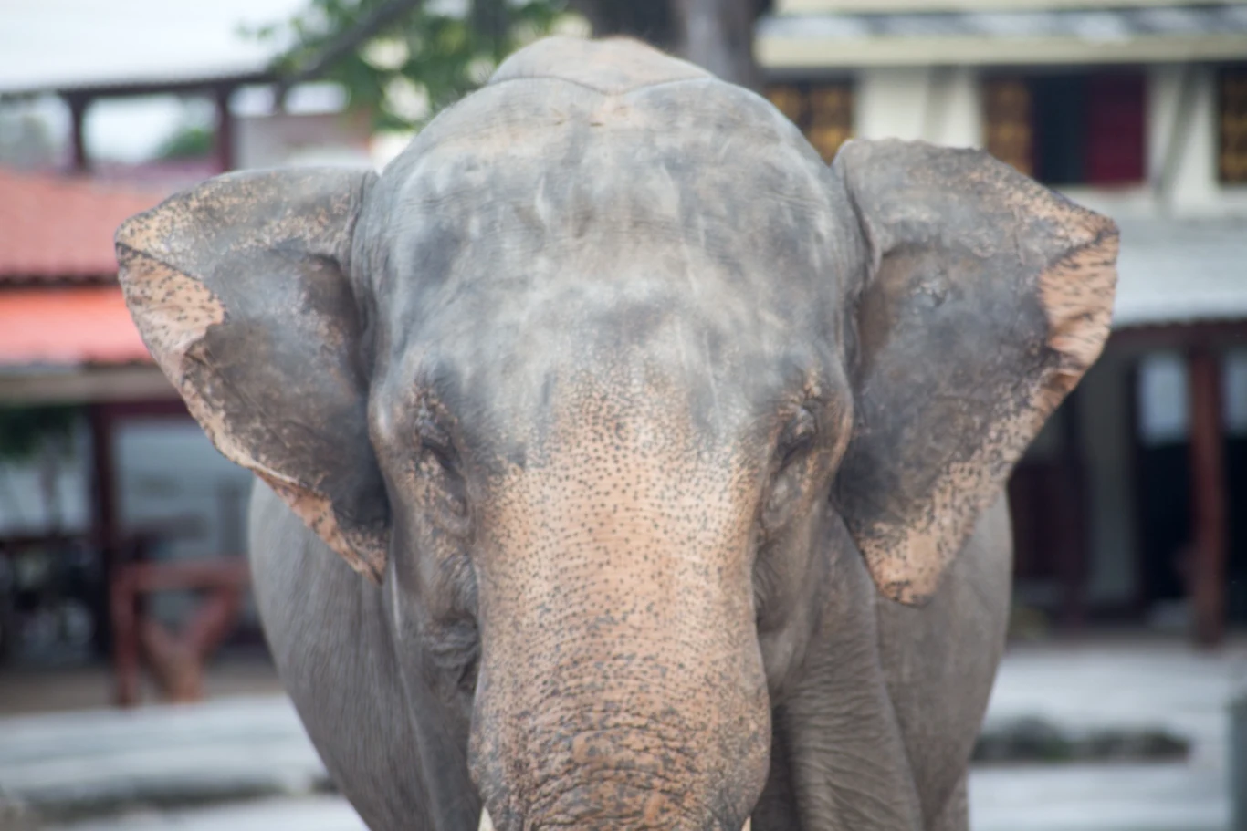 Słonie indyjskie potrafią być agresywne tylko w chwili zagrożenia