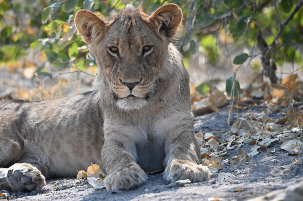 Lwy na pasie startowym wydają się tak dziwnym konstruktem, czymś co brzmi jak opis obrazu Salvadore Dali - pisze Ludwik Sobolewski. Lwy na pasie startowym wydają się tak dziwnym konstruktem, czymś co brzmi jak opis obrazu Salvadore Dali - pisze Ludwik Sobolewski.