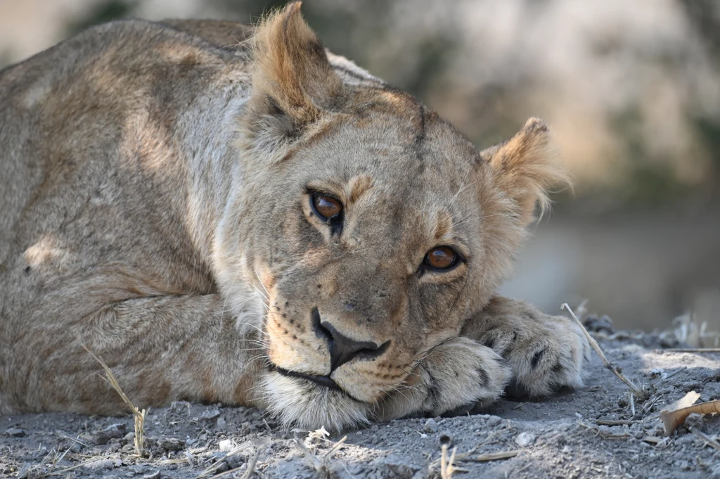 Cali we lwach. Cali we lwach.