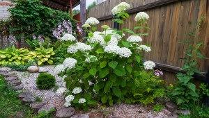 Kwiaty hortensji robią się zielone? Gdy poznasz przyczynę, szybko jej zaradzisz