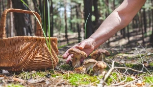 Tak lepiej nie zbieraj grzybów. Kara to nawet 5000 zł 
