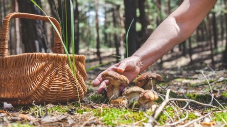 W jakich sytuacjach można otrzymać karę za zbieranie grzybów?