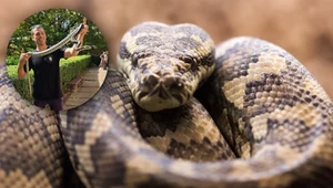 Pyton w szkole. Wąż zapewnił dzieciom niezaplanowaną lekcję biologii