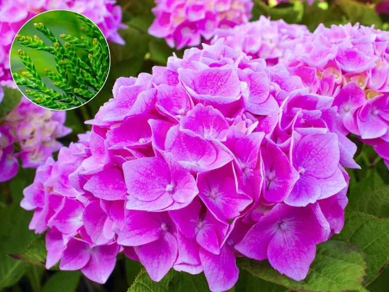 Gałązki tui rewelacyjnie sprawdzają się do ściółkowania hortensji. Możesz także przygotować z nich nawóz Gałązki tui rewelacyjnie sprawdzają się do ściółkowania hortensji. Możesz także przygotować z nich nawóz