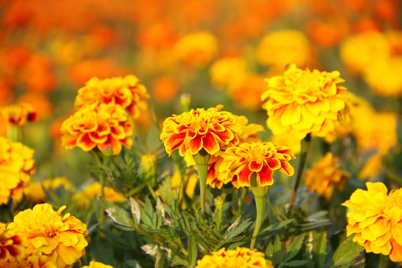 Aksamitki najlepiej rosną na słonecznym stanowisku