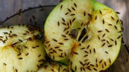 ​Wyjmij z szuflady i wbij w czosnek. Muszki uciekną, gdzie pieprz rośnie