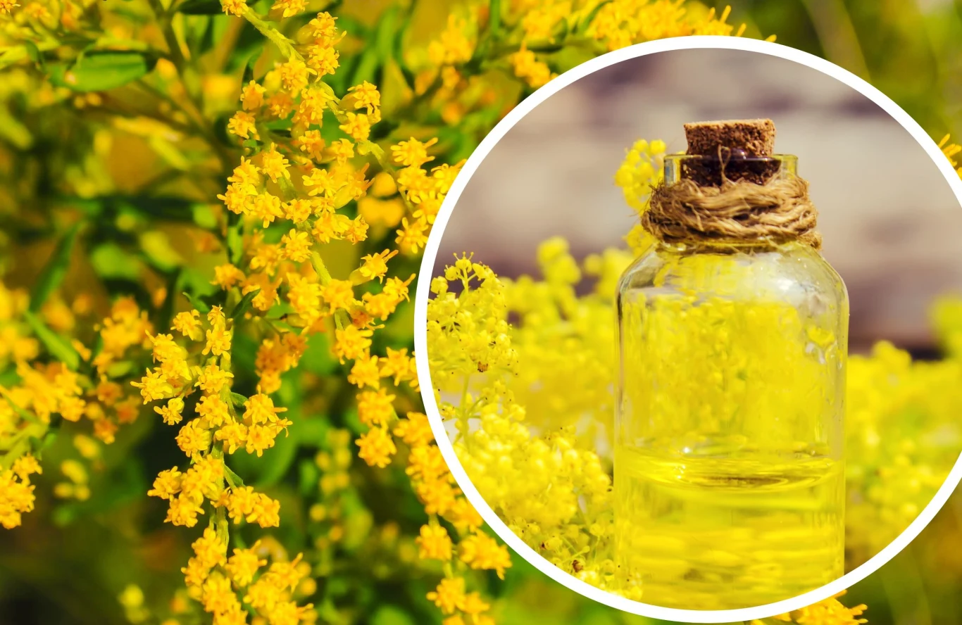 Nalewka z nawłoci może pomóc przy chorobach układu moczowego Nalewka z nawłoci może pomóc przy chorobach układu moczowego