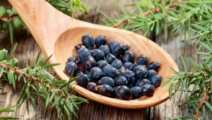 Jałowiec to jedna z najbardziej aromatycznych przypraw. Znajduje też wiele zastosowań poza kuchnią