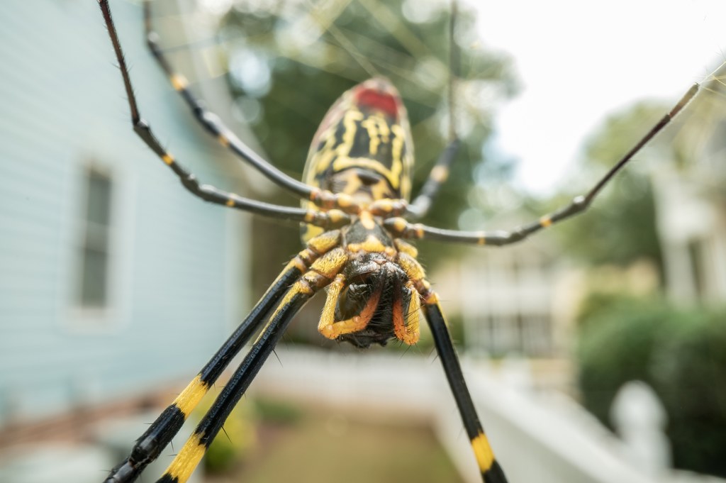 Prządka z gatunku Trichonephila clavata osiąga duże rozmiary