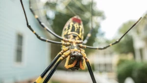 Prządka z gatunku Trichonephila clavata osiąga duże rozmiary